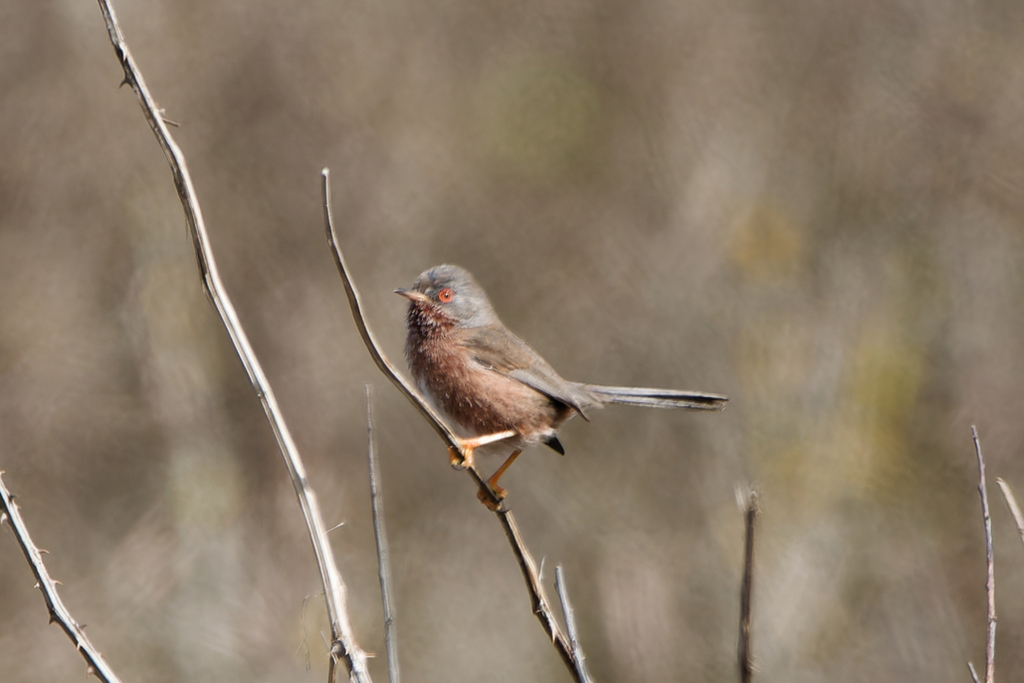 Dartford Warbler